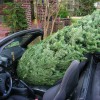 Christmas Tree Convertible