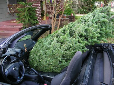 Christmas Tree Convertible