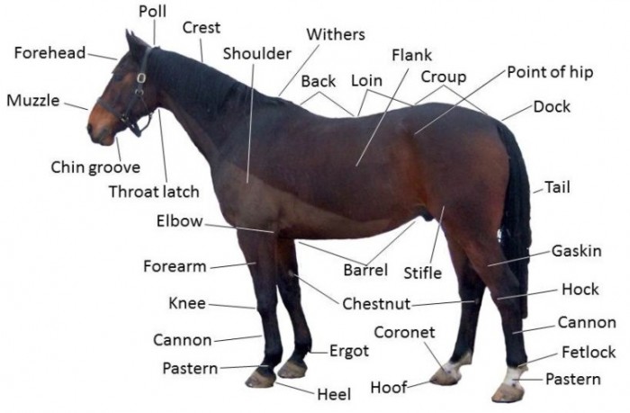 2014 Horse Overview