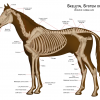 2014 Horse Overview