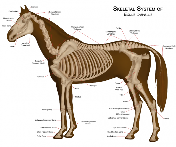 2014 Horse Overview