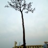 The Tree of Hope