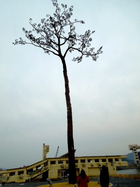 The Tree of Hope