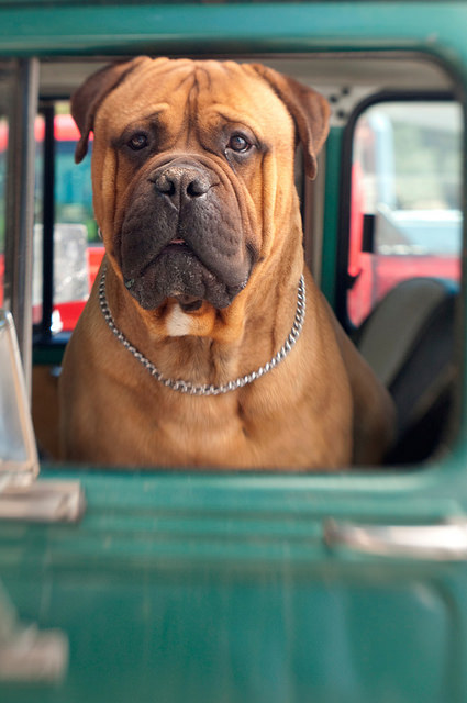 How to Ride in Your Car with Your Dog