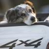 Safety First: Don't Leave Your Dog in the Truck Bed