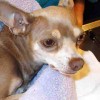 Contra Costa California Highway Patrol Rescues Chihuahua