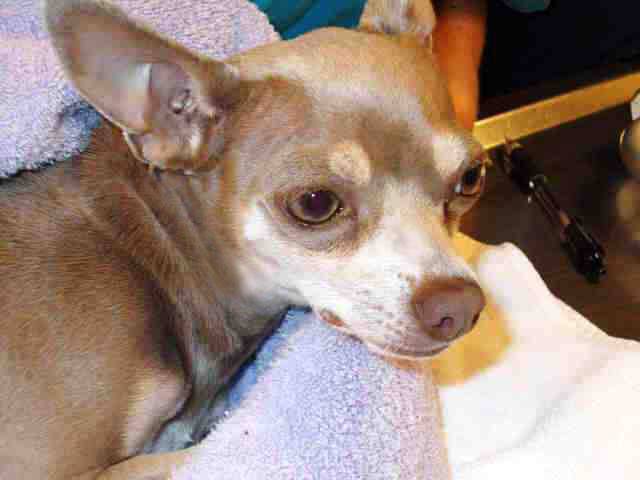 Contra Costa California Highway Patrol Rescues Chihuahua