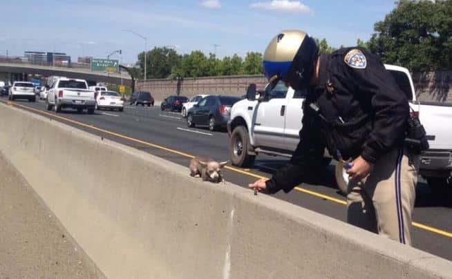 Contra Costa California Highway Patrol Rescues Chihuahua