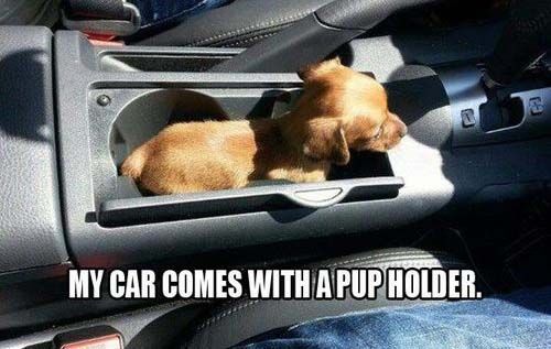 best car memes pup holder