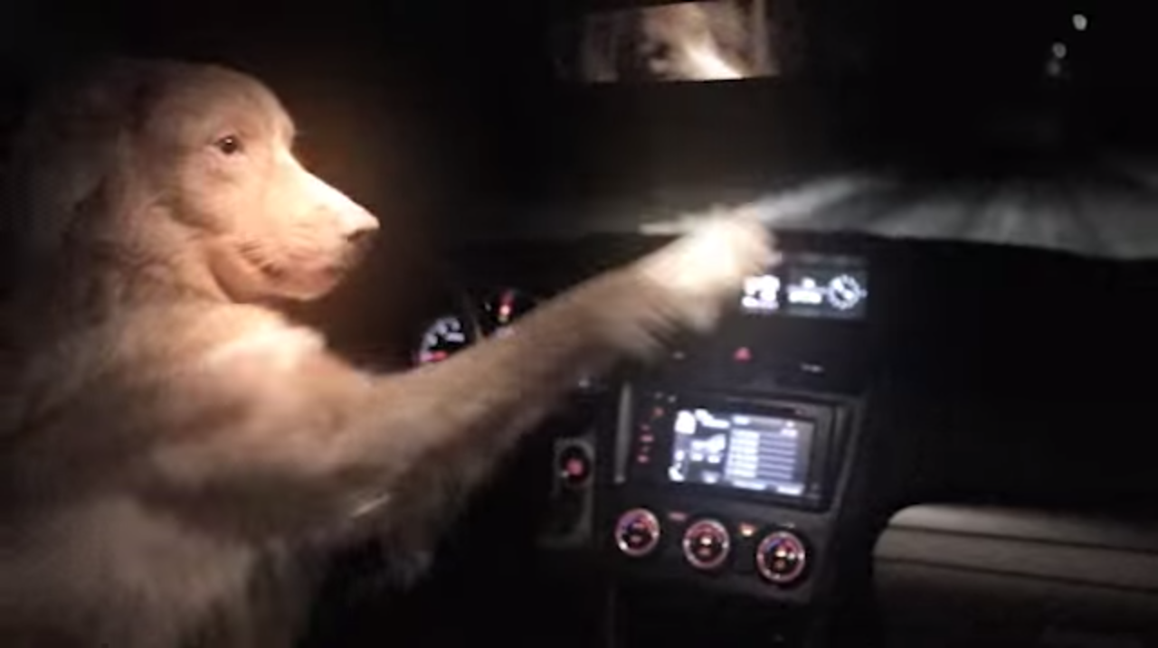 Subaru Dash Cam Commercial: Woman Hits Dog, Dog Steals Car - The News Wheel