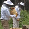 Toyota helps honeybees