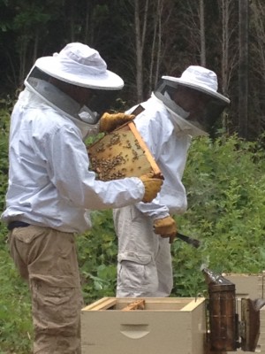 Toyota helps honeybees