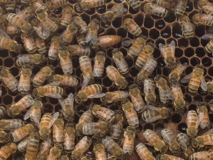 Toyota helps honeybees