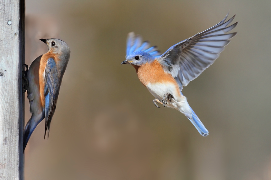 Girl Scouts Save Bluebirds at GM Plant