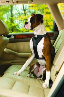 Should My Dog Wear A Seat Harness?