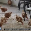 Man Goes to Jail for Driving Drunk with a Bunch of Chickens