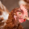 Man Goes to Jail for Driving Drunk with a Bunch of Chickens