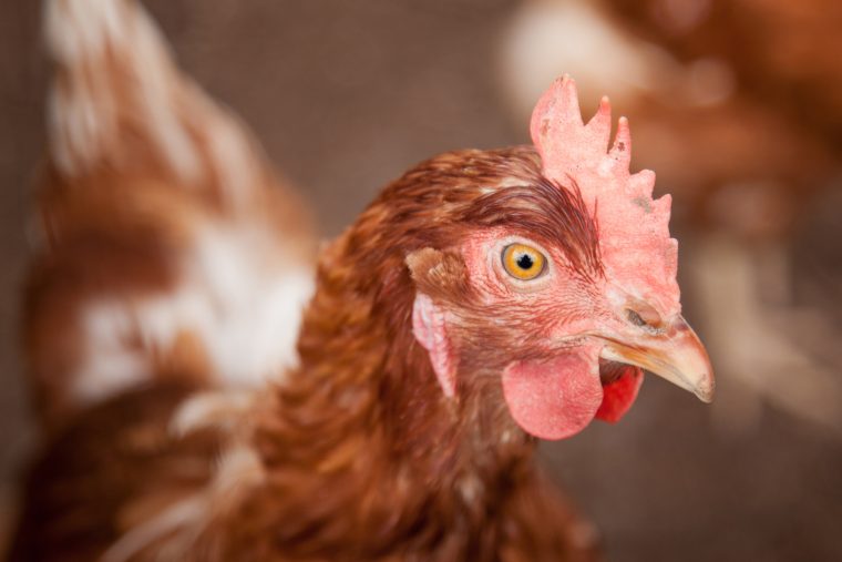 Man Goes to Jail for Driving Drunk with a Bunch of Chickens