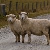 Driving in Ireland rural road sheep Tim Williams