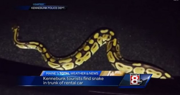 Snake in Rental Car 1 Rental Car Security Feature