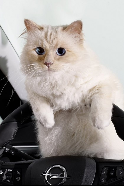 Karl Lagerfeld Opel’s 2015 Calendar Opel Cats in Cars 1(2)