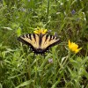 Monarch butterfly waystation habitats