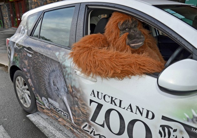 Zoo's Conservation Efforts Auckland Mazda Ape Car