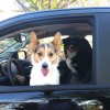 Two satisfied (and hairy) Chevy Colorado customers