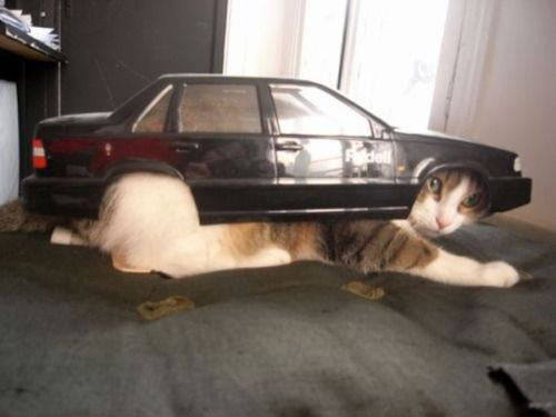 What is a Cat S car?