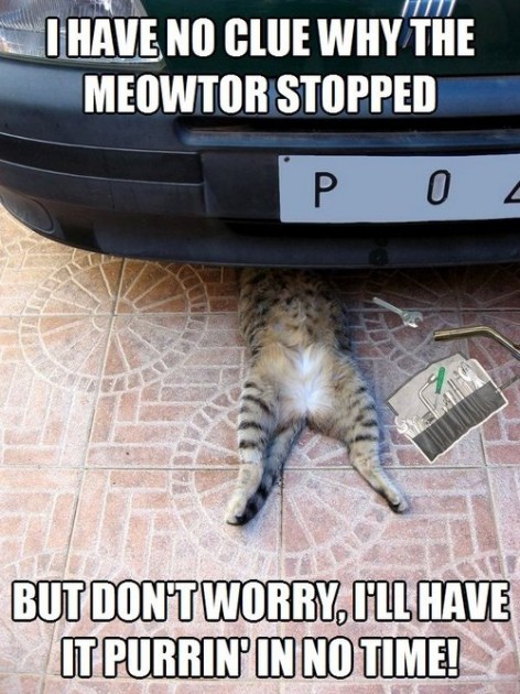 cats in car engines