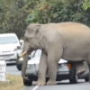 Elephant Sits on Car