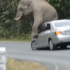 elephant sits on car