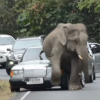 elephant sits on car