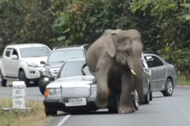 elephant sits on car