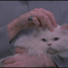 dr. evil cat gif | Toledo’s Proposal to Marchionne