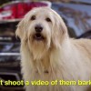 Just Shoot a Video of them Barking