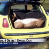 dead deer MINI Cooper