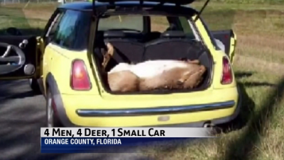 deer somehow