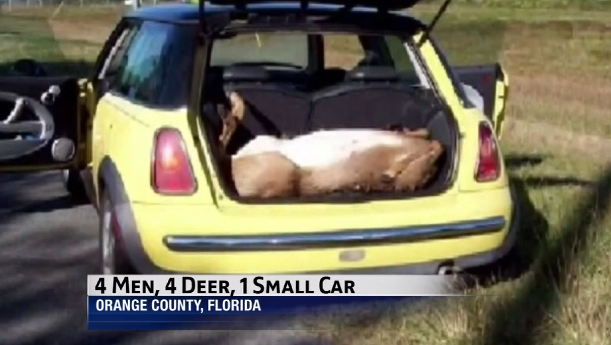 dead deer MINI Cooper