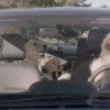 Who Are the Dogs in the Subaru Dog Commercials?