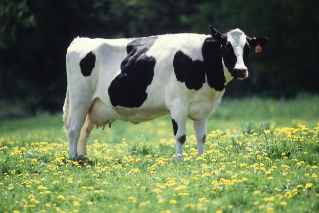 A semi-truck carrying 120 cows overturned on the interstate today