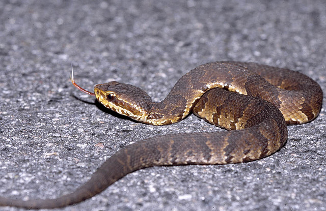 Do drivers purposely drive to hit snakes on the road animals via Flickr CC