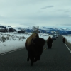 Yellowstone Bison