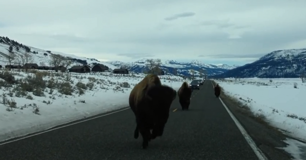 Yellowstone Bison