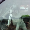 Bulldog left in car