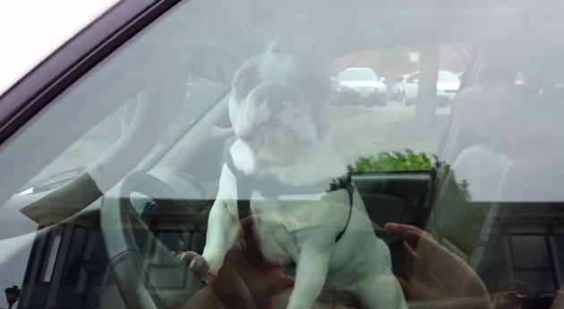 Kettering Pet Guardian Charged for Leaving Dog in Hot Car