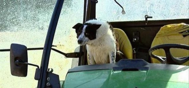 Don the dog drives tractor through fence and onto highway