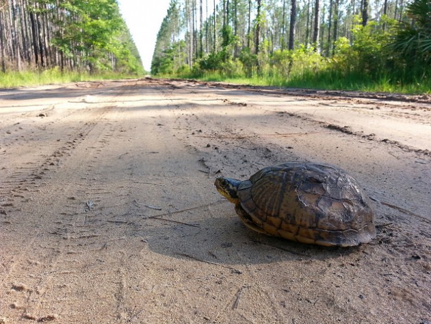 How to Help a Turtle Cross the Road