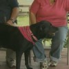 Dog Drives Truck into Pool