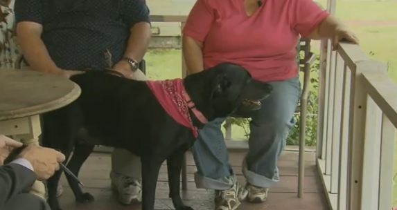 Dog Drives Truck into Pool